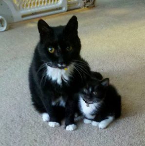 Meet the Cats With Their Mini-Me's 9