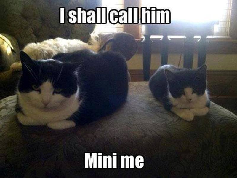 Meet the Cats With Their Mini Mes