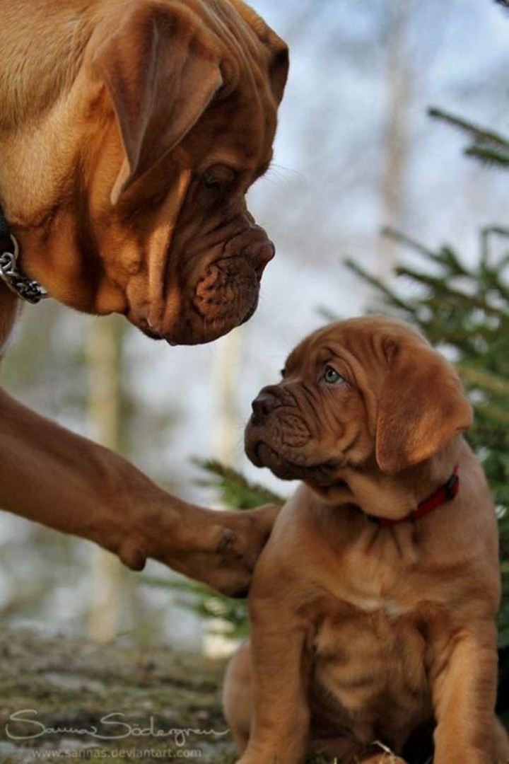 Meet the Dogs With Their Mini-Me's 14