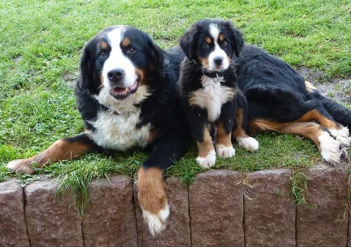 Meet the Dogs With Their Mini-Me's 17