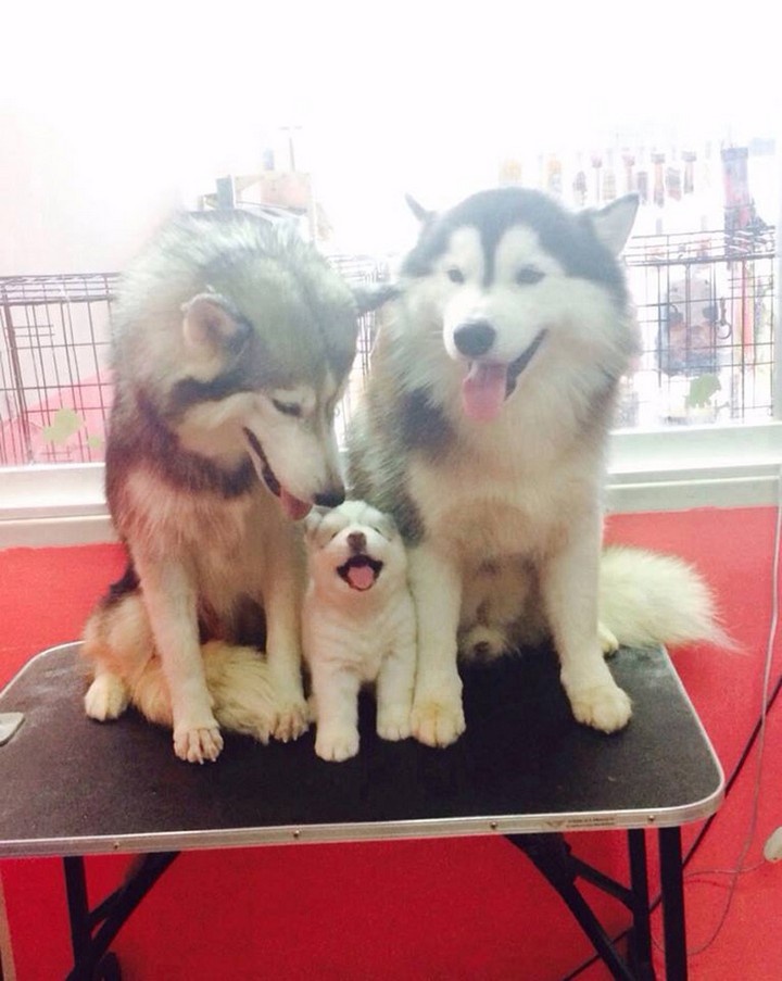 Meet the Dogs With Their Mini-Me's 2