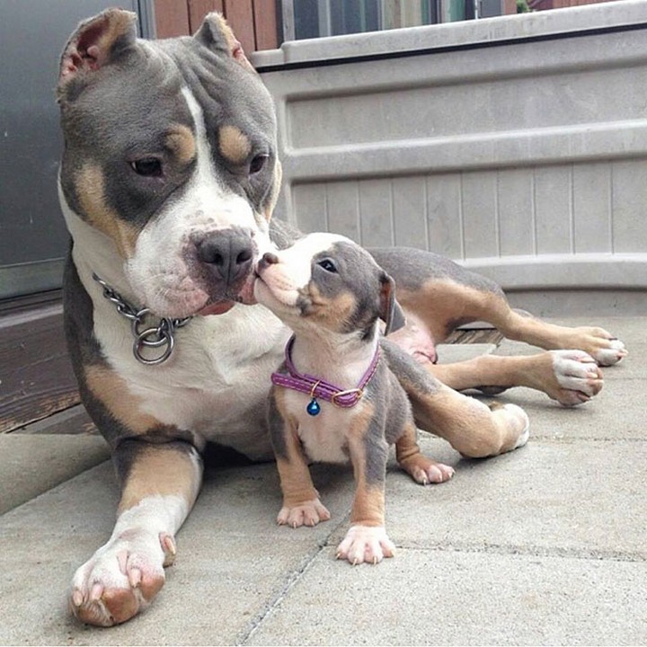 Meet the Dogs With Their Mini-Me's! 5
