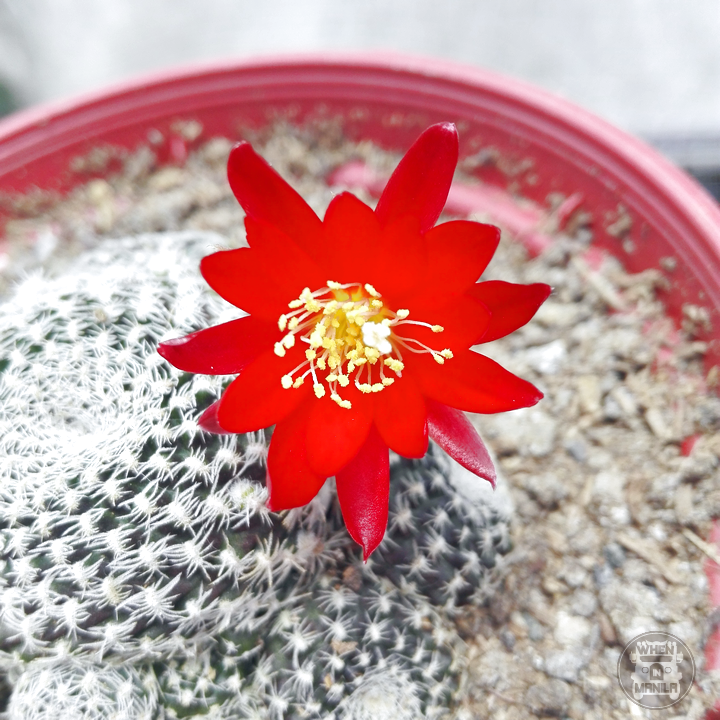 10 Reasons Why You Should Own a Succulent Right Now 5 WHERE-to-buy-succulents-in-metro-manila-16