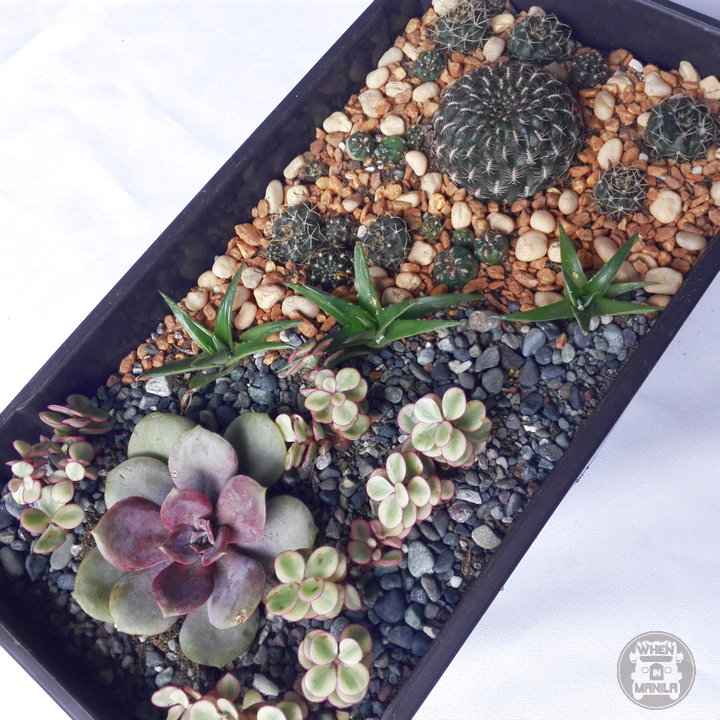 WHERE-to-buy-succulents-in-metro-manila-4