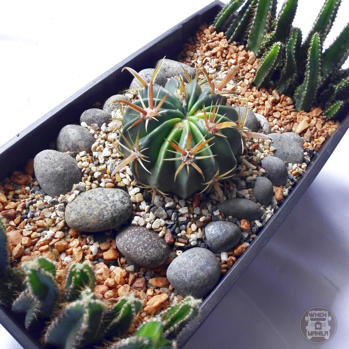 10 Reasons Why You Should Own a Succulent Right Now 4 WHERE-to-buy-succulents-in-metro-manila-7