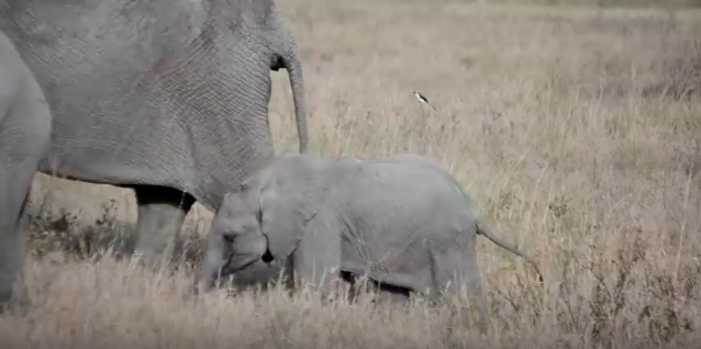 baby-elephant-tantrum-8