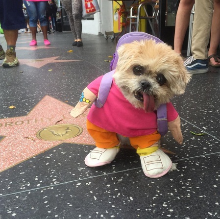 These 10 adorable dogs of Instagram are adorable! (4)