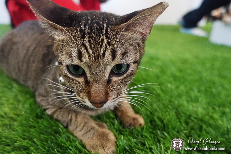 Uchi No Neko: The Cat House Cafe (and Hotel) Now Open in Katipunan 4 The-Cat-House-Cafe-03