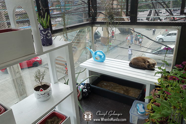Uchi No Neko: The Cat House Cafe (and Hotel) Now Open in Katipunan 14 The-Cat-House-Cafe-10
