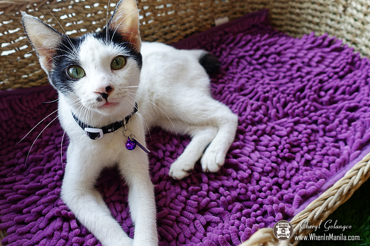 Uchi No Neko: The Cat House Cafe (and Hotel) Now Open in Katipunan 6 The-Cat-House-Cafe-24