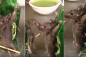 Ratzilla: Chinese Man Puts Poor Baby Rats on Trial for Shredding His Money