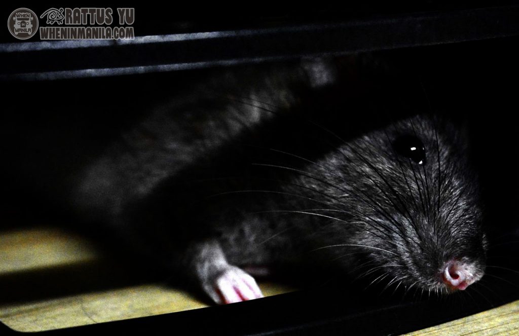 ratzilla video - milan the wild rat grooming herself