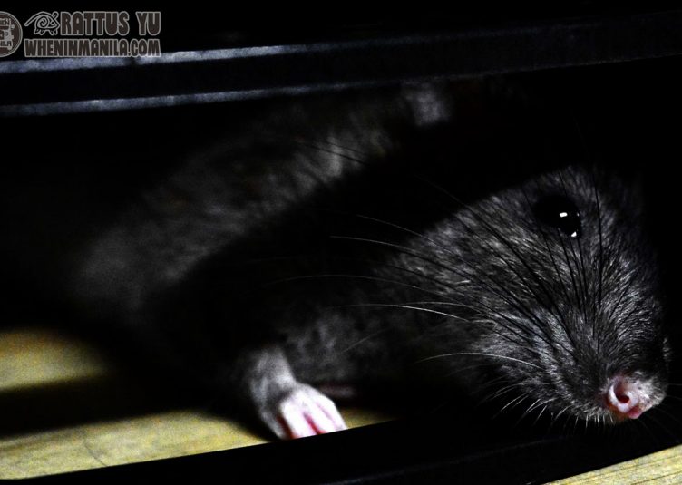 ratzilla video - milan the wild rat grooming herself