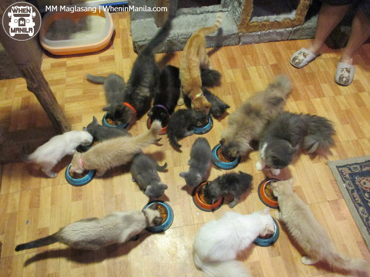 Gilmore Cat Cafe: All Paws and More Play for Cat Lovers 6 Gilmore_Cat_Cafe_11