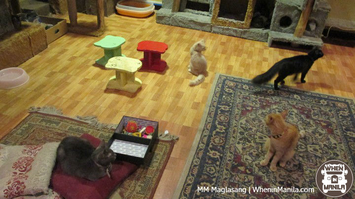 Gilmore Cat Cafe: All Paws and More Play for Cat Lovers 4 Gilmore_Cat_Cafe_4