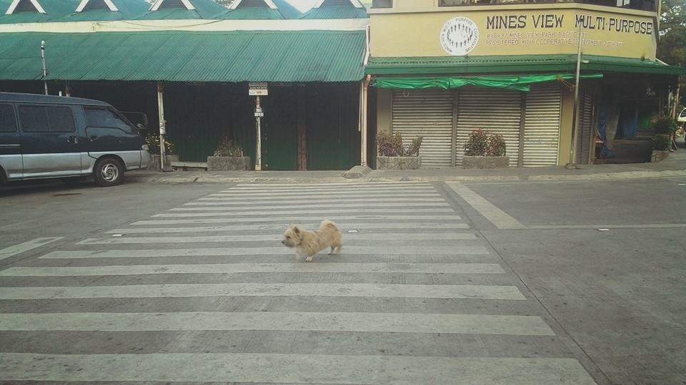 LOOK Dog Uses Pedestrian Lane to Cross the Road 3
