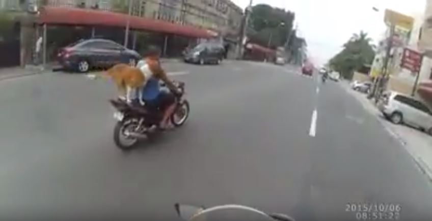WATCH Motorcycle Driver Drives While Dog is Untied in the Backseat
