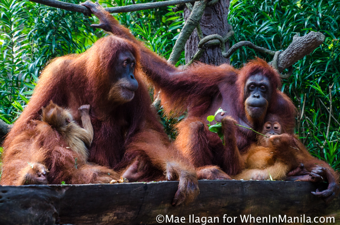 Singapore Zoo 101: Your Guide to the World’s Best Rainforest Zoo 7 Singapore Zoo River Safari When in Manila Mae Ilagan (23 of 177)