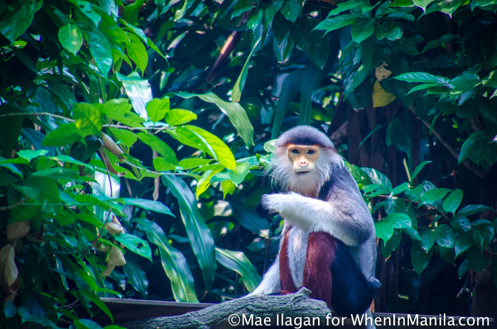 Singapore Zoo River Safari When in Manila Mae Ilagan (62 of 177)