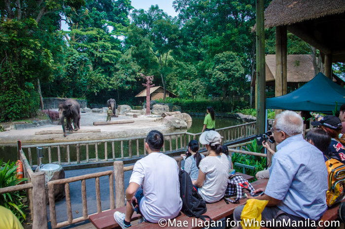 Singapore Zoo 101: Your Guide to the World’s Best Rainforest Zoo 2 Singapore Zoo River Safari When in Manila Mae Ilagan (70 of 177)