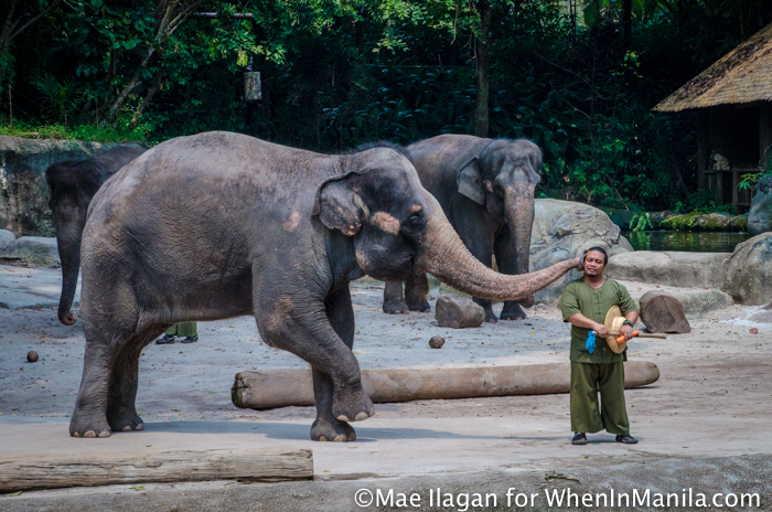 Singapore Zoo 101: Your Guide to the World’s Best Rainforest Zoo 11 Singapore Zoo River Safari When in Manila Mae Ilagan (73 of 177)