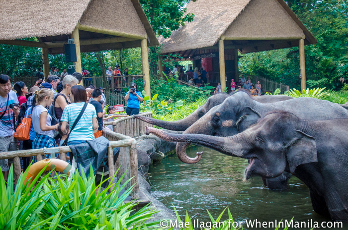 Singapore Zoo River Safari When in Manila Mae Ilagan (77 of 177)