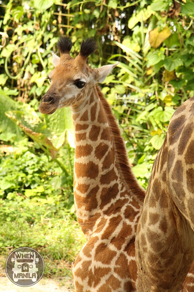 sz giraffe calf