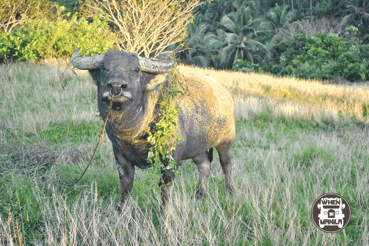 Catanduanes: Tranquility and Nature at Its Finest 7 tranquilness in catanduanes7