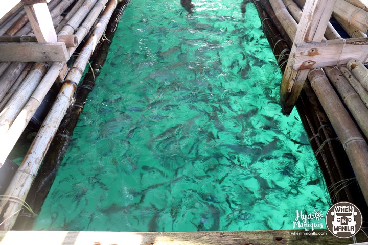Simple Island Life and Marine Diversity in Tablas Island, Romblon 5 HyaByTheSeaTablas17