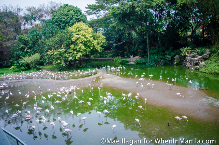 When in Singapore, Visit Jurong Bird Park: Asia’s Largest Bird Paradise 1 Jurong Bird Park Night Safari Singapore When in Manila Mae Ilagan (14 of 107)