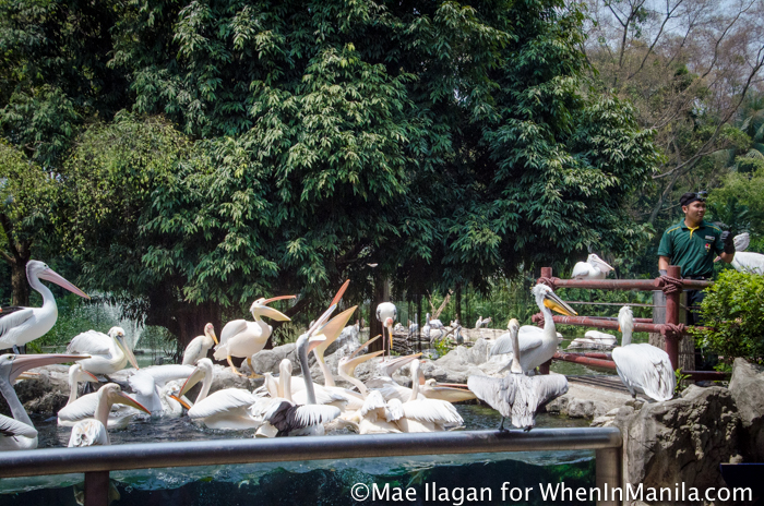 When in Singapore, Visit Jurong Bird Park: Asia’s Largest Bird Paradise 8 Jurong Bird Park Night Safari Singapore When in Manila Mae Ilagan (41 of 107)