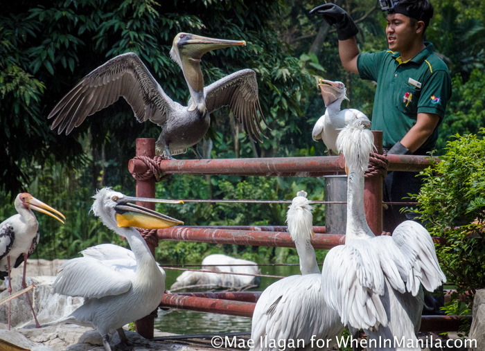Jurong Bird Park Night Safari Singapore When in Manila Mae Ilagan (42 of 107)