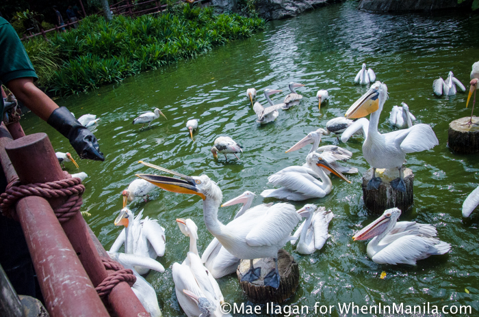 Jurong Bird Park Night Safari Singapore When in Manila Mae Ilagan (47 of 107)