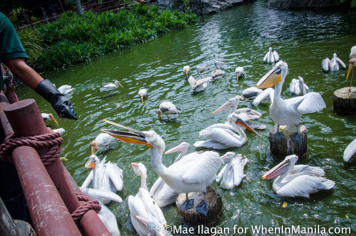 When in Singapore, Visit Jurong Bird Park: Asia’s Largest Bird Paradise 10 Jurong Bird Park Night Safari Singapore When in Manila Mae Ilagan (47 of 107)