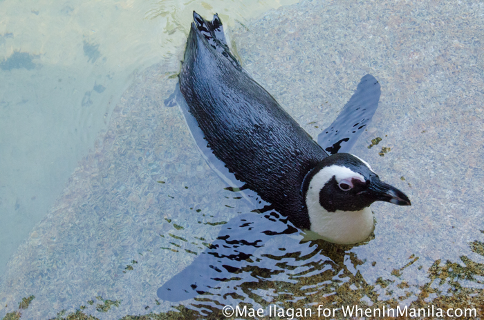 When in Singapore, Visit Jurong Bird Park: Asia’s Largest Bird Paradise 2 Jurong Bird Park Night Safari Singapore When in Manila Mae Ilagan (5 of 107)
