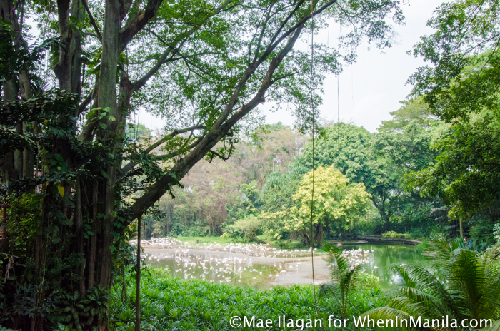 When in Singapore, Visit Jurong Bird Park: Asia’s Largest Bird Paradise 3 Jurong Bird Park Night Safari Singapore When in Manila Mae Ilagan (7 of 107)