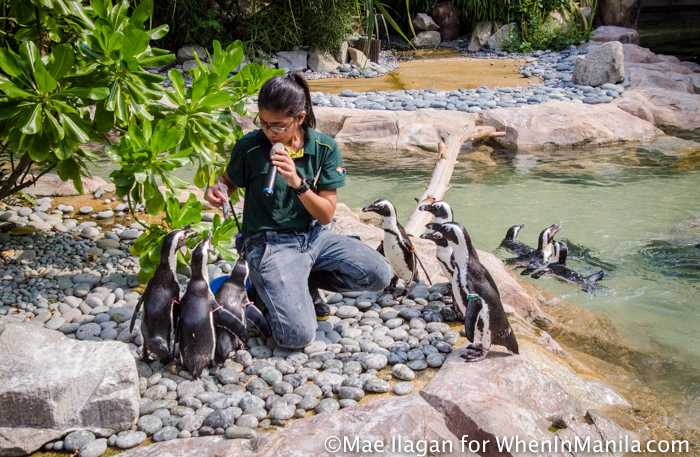 When in Singapore, Visit Jurong Bird Park: Asia’s Largest Bird Paradise 1 Jurong Bird Park Night Safari Singapore When in Manila Mae Ilagan (73 of 107)