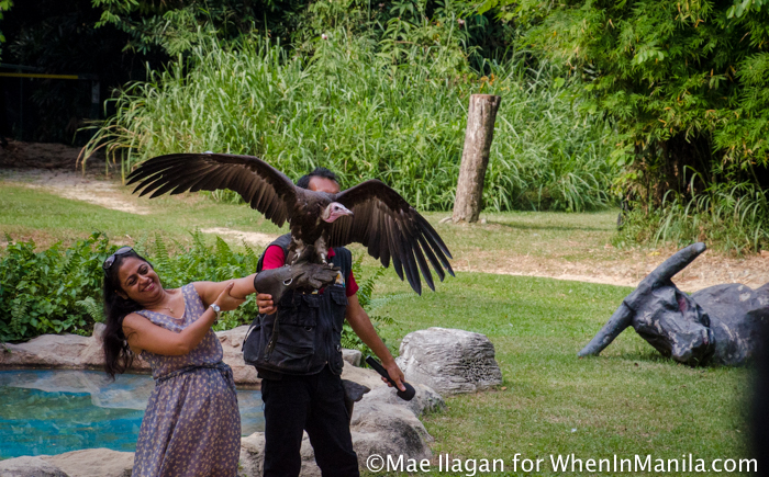 When in Singapore, Visit Jurong Bird Park: Asia’s Largest Bird Paradise 14 Jurong Bird Park Night Safari Singapore When in Manila Mae Ilagan (79 of 107)