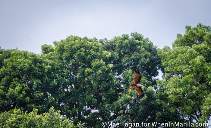 When in Singapore, Visit Jurong Bird Park: Asia’s Largest Bird Paradise 15 Jurong Bird Park Night Safari Singapore When in Manila Mae Ilagan (80 of 107)