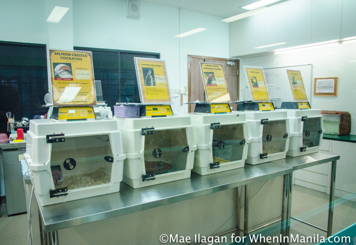When in Singapore, Visit Jurong Bird Park: Asia’s Largest Bird Paradise 3 Jurong Bird Park Night Safari Singapore When in Manila Mae Ilagan (83 of 107)