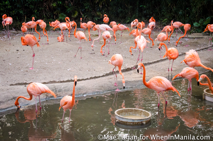 When in Singapore, Visit Jurong Bird Park: Asia’s Largest Bird Paradise 13 Jurong Bird Park Night Safari Singapore When in Manila Mae Ilagan (89 of 107)