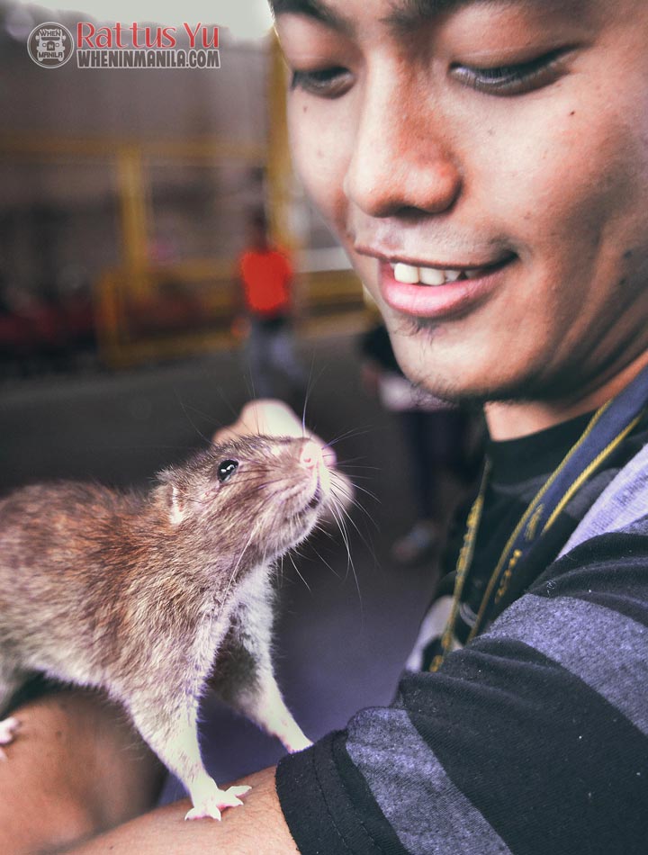 Thoriel rat macro and portrait photography (November 25, 2015) (12)