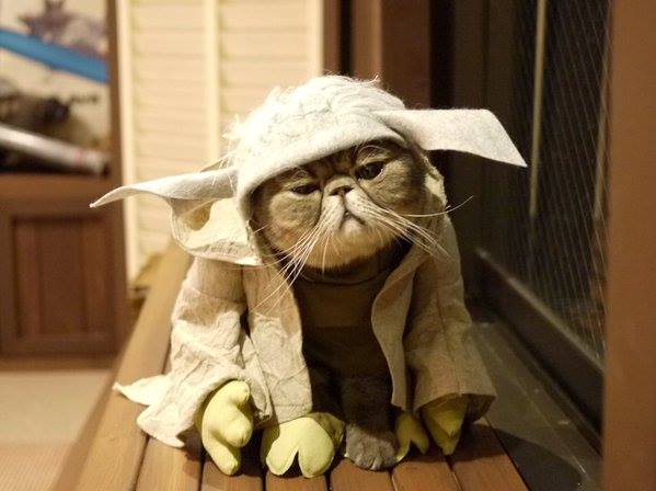 Yoda Kitty
