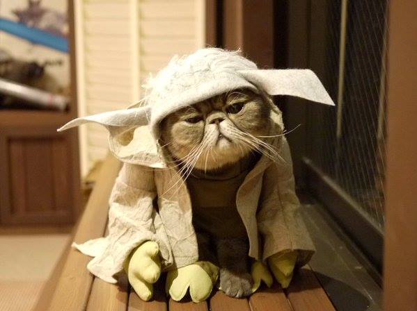 yoda cat toy