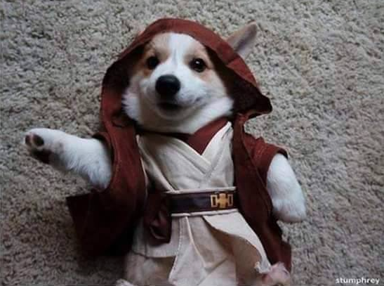 star-wars-dog-edition4