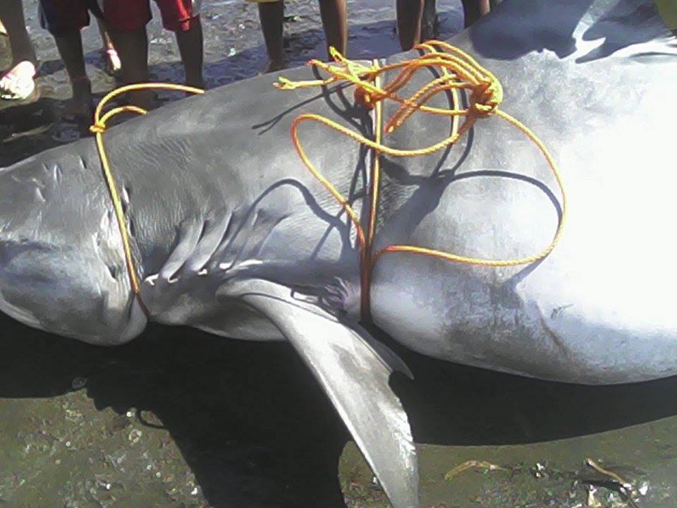 Sharks caught in batangas
