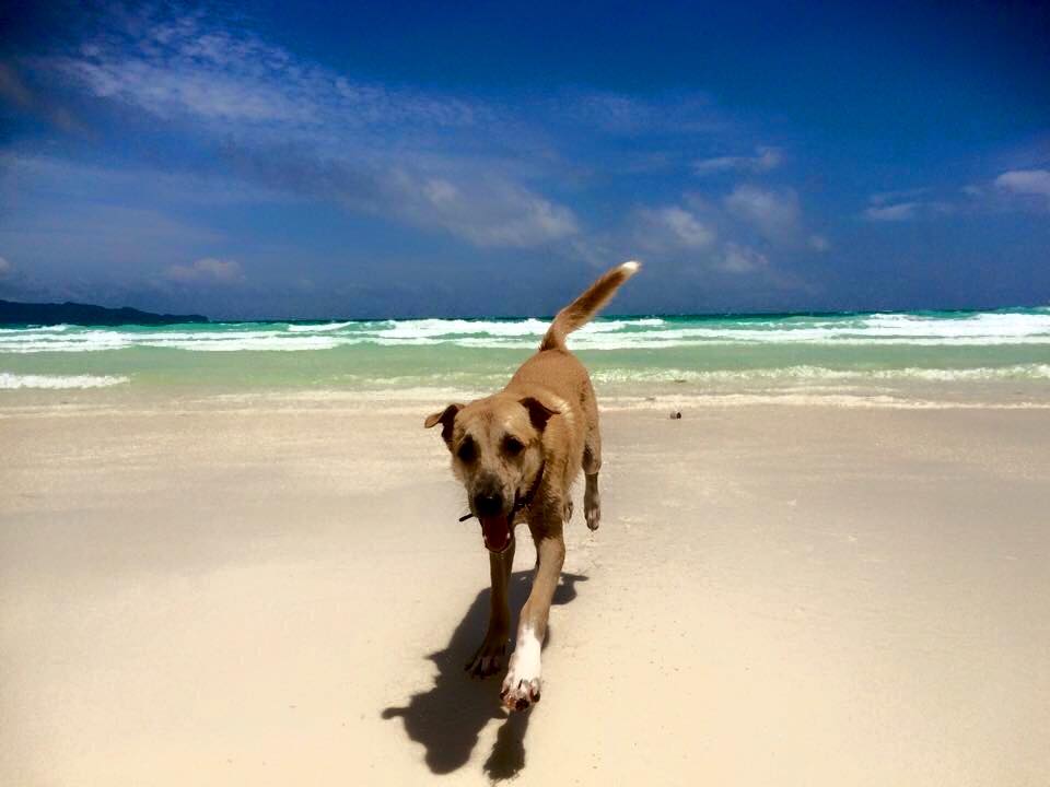 Buddy Luckiest Dog in the World Stray Dog in Boracay Gets Adopted by Foreign Traveler — Now Lives in Germany!