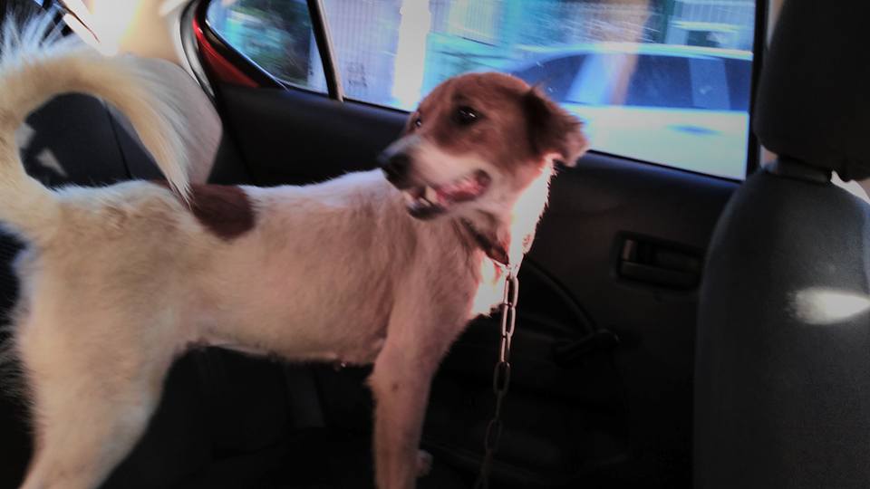 Tortured Dog Rescued From Sikatuna Village, QC 1 1935285_10208392941085205_5509284143606484038_n