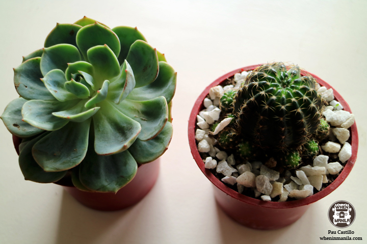 Happy Greens PH cactus succulent