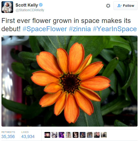 LOOK First Flower Grown in Space